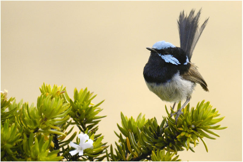 Superb Fairywren male adult breeding