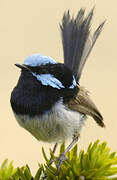 Superb Fairywren