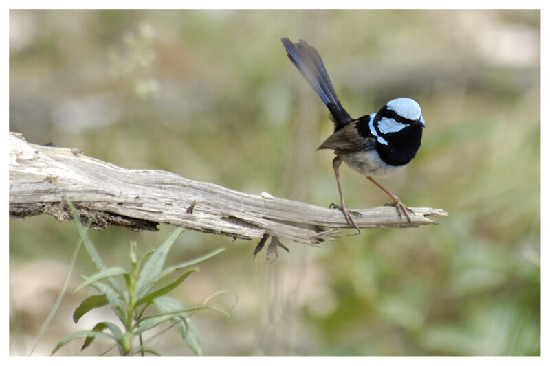 Superb Fairywren