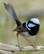 Superb Fairywren