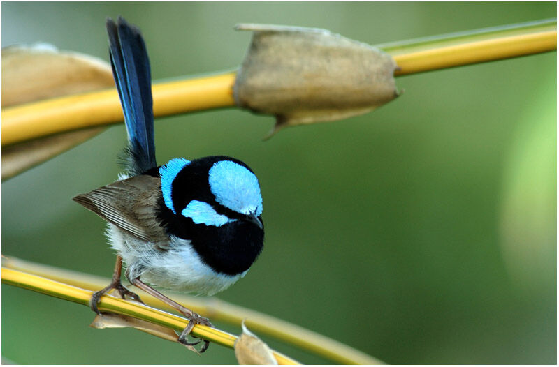 Superb Fairywren male adult breeding