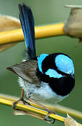 Superb Fairywren