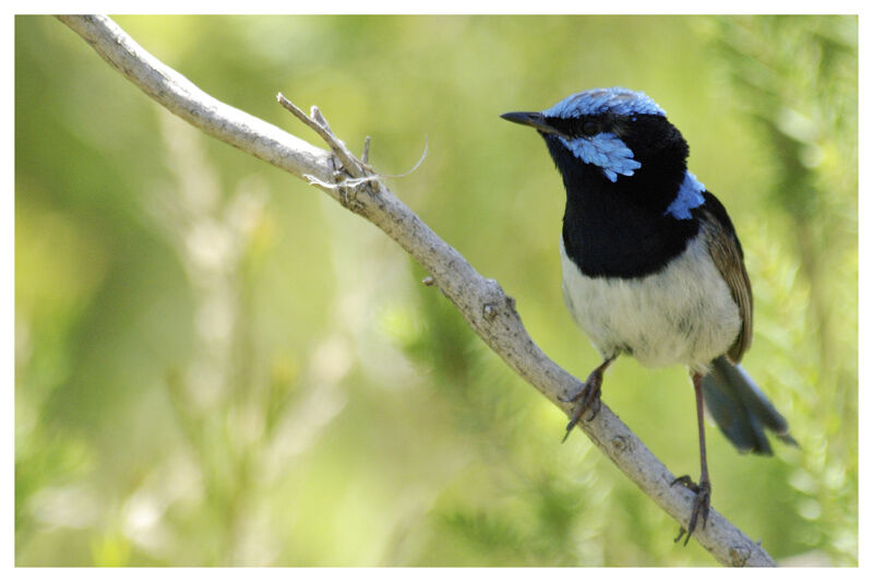 Superb Fairywren male adult breeding