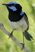 Superb Fairywren