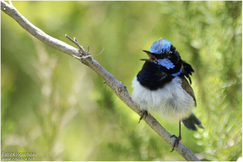 Superb Fairywren male adult, song