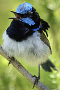 Superb Fairywren