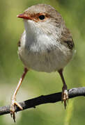 Superb Fairywren