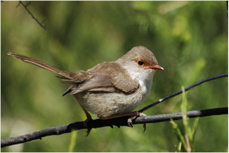 Superb Fairywren