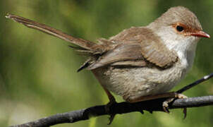 Superb Fairywren