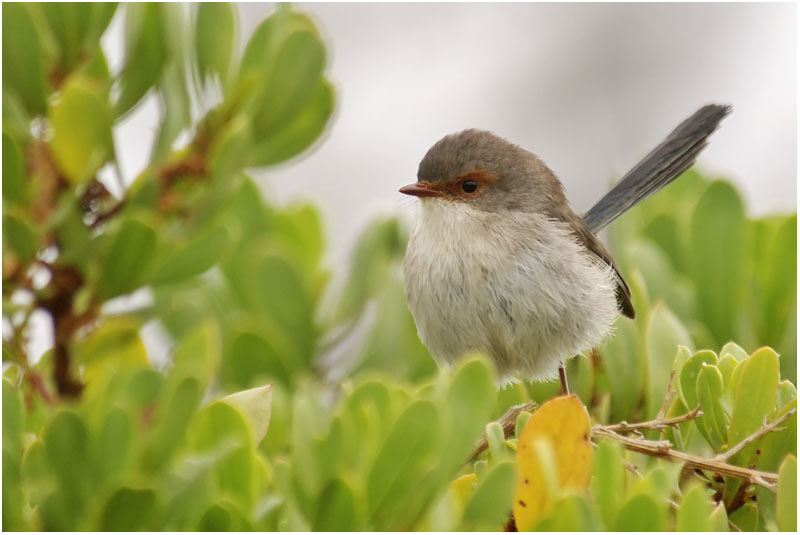 Superb Fairywren female adult