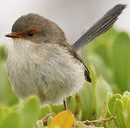 Superb Fairywren