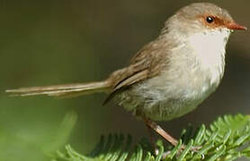 Superb Fairywren