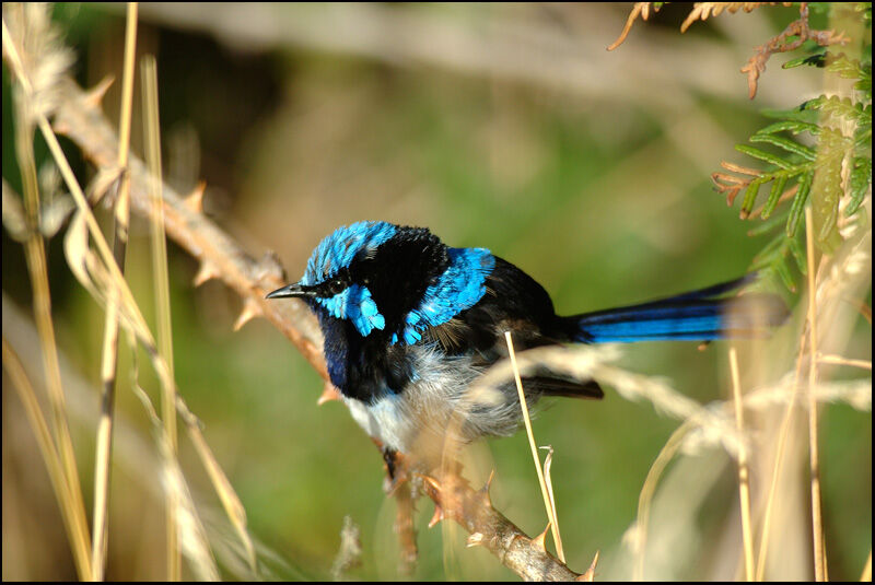 Superb Fairywren male