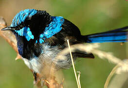 Superb Fairywren