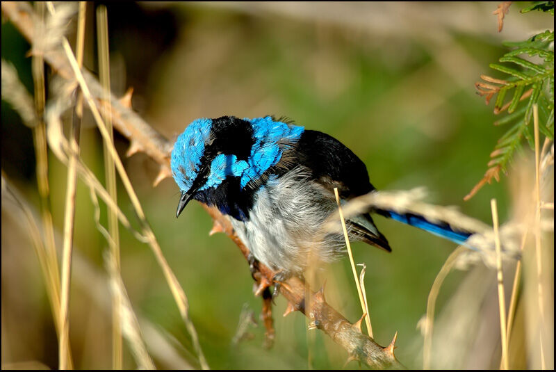 Superb Fairywren male adult breeding