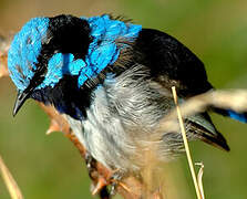 Superb Fairywren