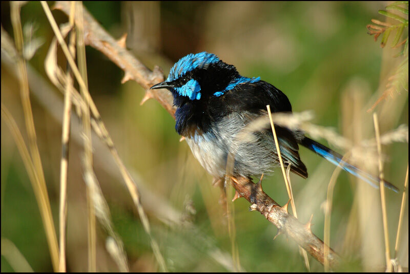 Superb Fairywren male adult breeding