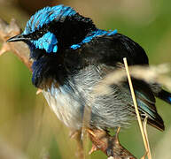 Superb Fairywren