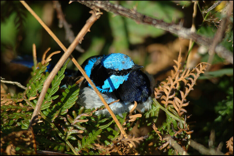 Superb Fairywren male adult breeding