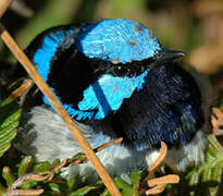 Superb Fairywren