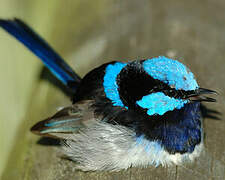 Superb Fairywren