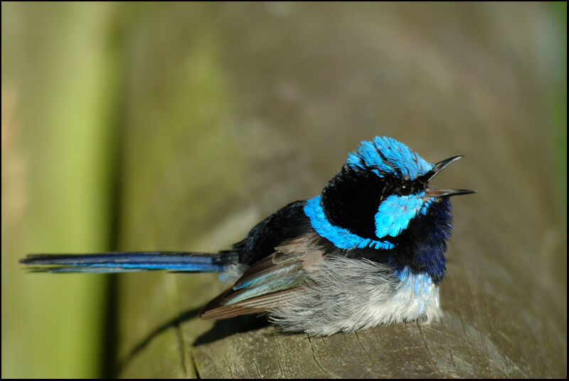 Superb Fairywren male adult breeding