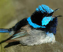 Superb Fairywren