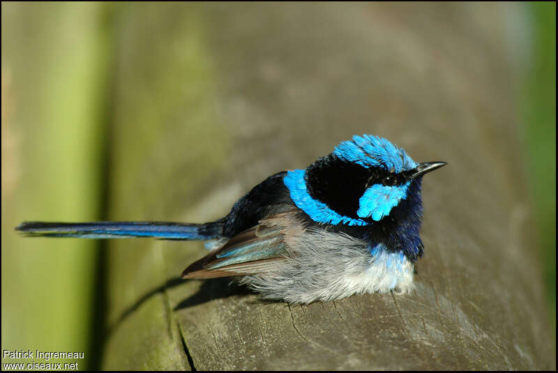 Superb Fairywren male adult breeding, close-up portrait