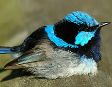 Superb Fairywren