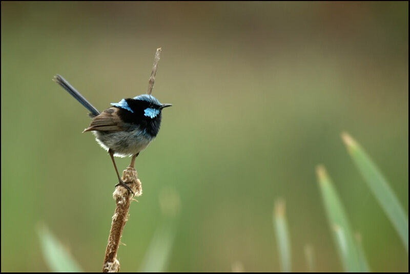 Superb Fairywren male adult