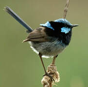 Superb Fairywren