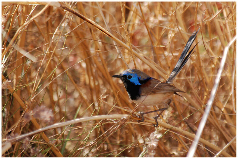 Purple-backed Fairywren male adult breeding