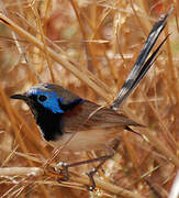 Purple-backed Fairywren