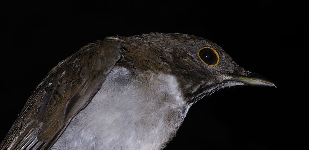 White-necked Thrushadult