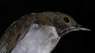 White-necked Thrush