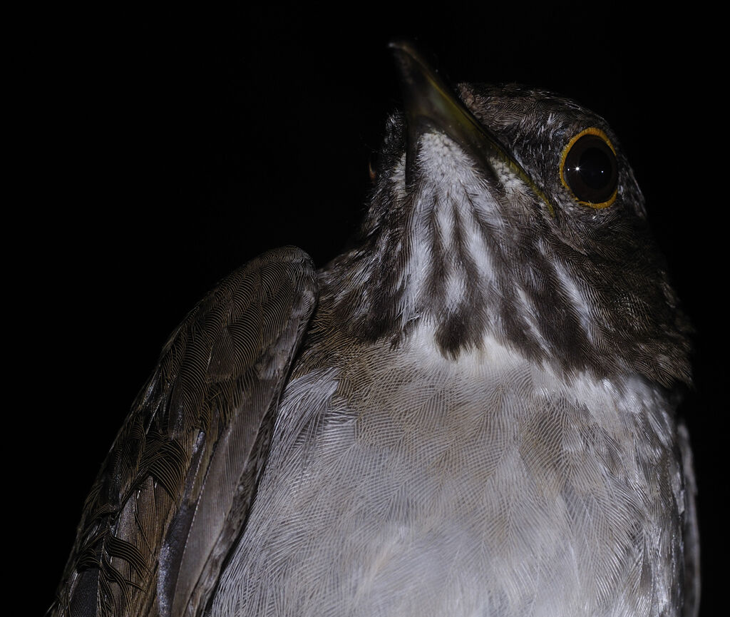 White-necked Thrush