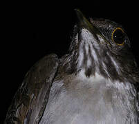 White-necked Thrush