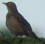 Spectacled Thrush