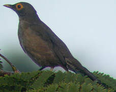 Spectacled Thrush