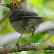 Spectacled Thrush