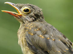 Spectacled Thrush