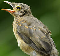 Spectacled Thrush