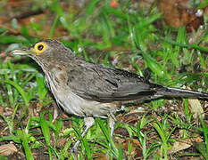 Spectacled Thrush