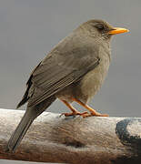 Chiguanco Thrush