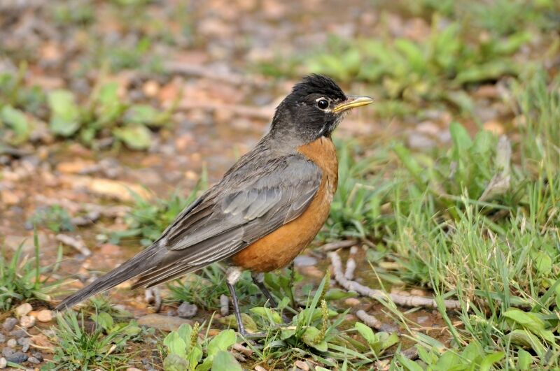 American Robin male adult