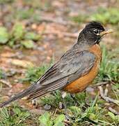 American Robin