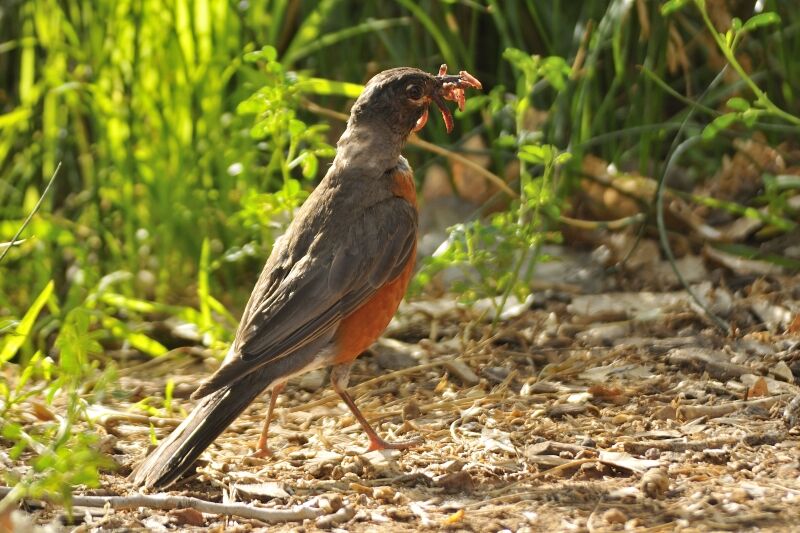 American Robin