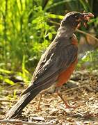 American Robin