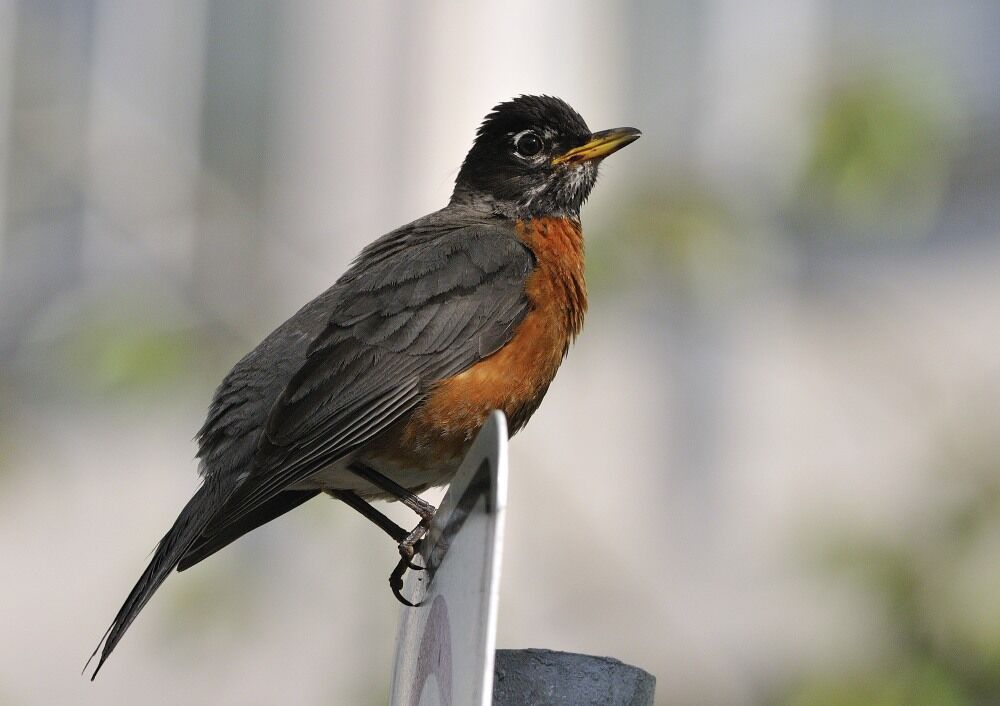 American Robinadult