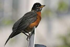 American Robin